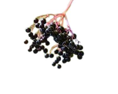 Elderberry