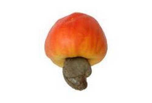 Pomme de cajou rouge vif avec sa noix attachée