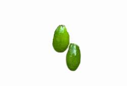 Noix d'Okari, fruit rare en O de Nouvelle-Guinée
