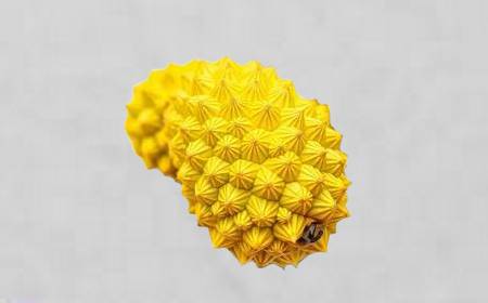 Le fruit spectaculaire du pandanus, ressemblant à une pomme de pin exotique