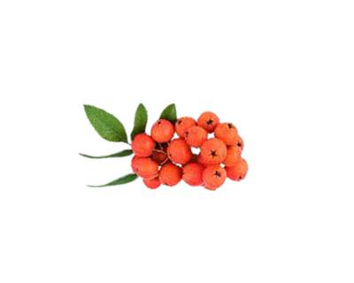 Rowan
