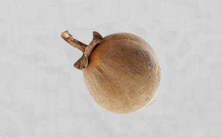 Plusieurs sapotes entières avec leur peau brune