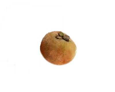 Velvet Apple