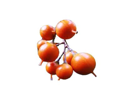 Zig Zag Vine Fruit